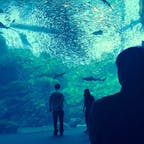 宮城県 うみの杜水族館