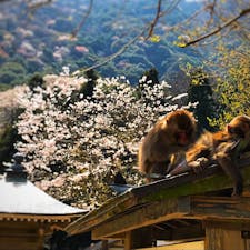 高崎山 @大分【2018/3】