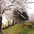 ソウルにあるフォトジェニックな公園「仙遊島公園」。春には桜も咲き、お花見スポットとしても人気です。

#ソウル #公園 #お花見 #桜