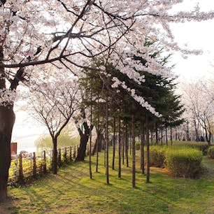 ソウルにあるフォトジェニックな公園「仙遊島公園」。春には桜も咲き、お花見スポットとしても人気です。

#ソウル #公園 #お花見 #桜