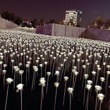 #韓国 #Korea #東大門 #LEDバラ庭園
#東大門デザインプラザ
