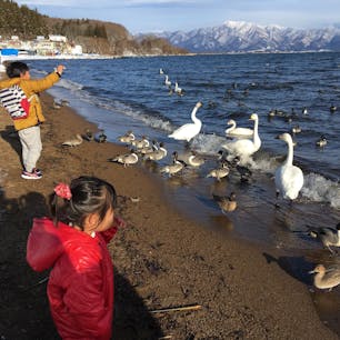 福島・猪苗代湖
冬には白鳥が飛来。こんなに間近に寄っても逃げません。子供たち大喜び！
背後には磐梯山あり。