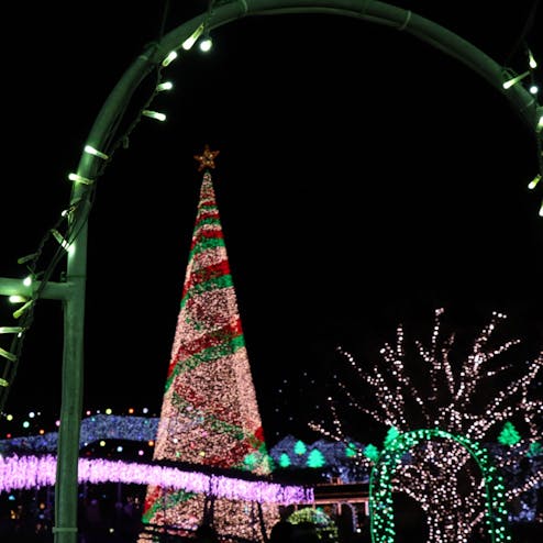 あしかがフラワーパーク「光の花の庭」