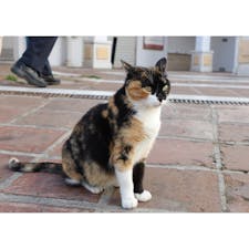 #ミハス で 出会った #猫 ちゃん
#スペイン #Mijas