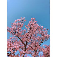 熱海の梅🌸
写真は去年のものです🙋‍♀️
