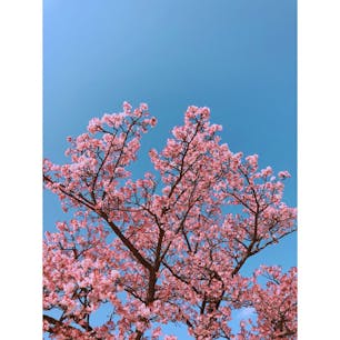 熱海の梅🌸
写真は去年のものです🙋‍♀️