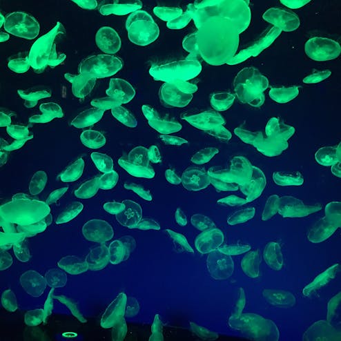 名古屋港水族館