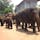 スリランカ。象の孤児院。こんなにたくさんの象、なかなか見れません。子象がちょこちょこしてて可愛いです。