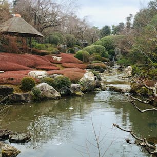 妙心寺にある退蔵院へ。桜と紅葉シーズンは見応えあるだろうなぁ。お抹茶も頂いてきました。めっちゃいい朝。