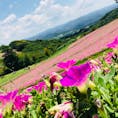 千葉県マザー牧場✨
6月に行きましたが季節によって違うお花が咲いているのでいつ行っても自然豊かで良い景色です🤩
周りには山⛰山⛰山⛰です💁‍♂️笑
牧場というだけあって様々な動物を見たり触れ合ったりできますので動物好き自然好きな方は是非🥺