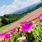 千葉県マザー牧場✨
6月に行きましたが季節によって違うお花が咲いているのでいつ行っても自然豊かで良い景色です🤩
周りには山⛰山⛰山⛰です💁‍♂️笑
牧場というだけあって様々な動物を見たり触れ合ったりできますので動物好き自然好きな方は是非🥺