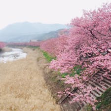 静岡の河津桜。
8部咲きくらいでしたが、とても綺麗。