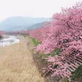 静岡の河津桜。
8部咲きくらいでしたが、とても綺麗。