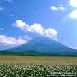 北海道後志(しりべし)地方にある羊蹄山(ようていざん)は、富士山によく似た美しい円錐形のため、蝦夷富士とも呼ばれています。倶知安町など、山の麓にはじゃがいも畑が広がっており、6月下旬ごろから一斉に花を咲かせます🌼