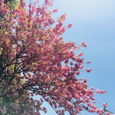 河津桜🌸
#伊豆