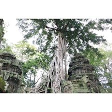 🇰🇭カンボジア
タプロム寺院。