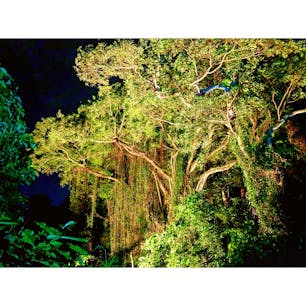 🚀レッツ原始トリップ！
🤠沖縄南部に野生のジャングルがあると聞きつけて、初のナイトジャングルトレッキングを体験。
🌴その名も、ウワーガージャングル。
🔦一寸先に何があるか分からない夜のジャングル。ライト片手に草をかき分け、道なき道を進むトレッキングは、超絶エキサイティング！
🗣知識豊富でユーモア満点のガイドさんと一緒に、沖縄の自然を知ることもできちゃう何とも意義深いツアー。
👻💫🦐道中、いわく付きの「マジムン(魔物)の洞窟」とか、広い空を見上げることができる「スカイホール」とか、夏になるとエビまみれになるという「シュリンプストリーム」とか、もう見どころ満載。
💪そしてジャングルから無事生還できたら、ちょっとしたご褒美もあるのだ♡
🙆🏻‍♀️去年の10月から一般公開されたばっかりのウワーガージャングル、激しくおすすめ！