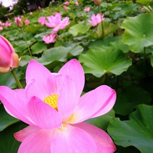 長野県上田市国分寺の蓮の花畑。
5月が見頃です。
早朝がとっても素敵ですよ！