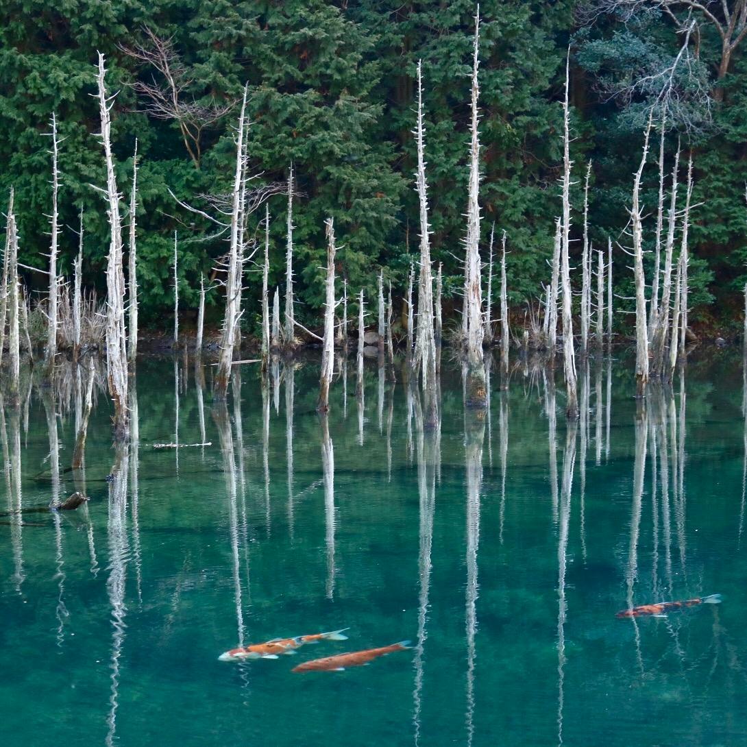 一の俣桜公園の投稿写真 感想 みどころ 山口県 一の俣桜公園 水没林が水面に反射して幻想的な風 トリップノート 一の俣桜公園の投稿写真 感想 みどころ 山口県 一の俣桜公園 水没林が水面に反射して幻想的な風 トリップノート