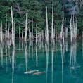 山口県
〜一の俣桜公園〜
水没林が水面に反射して
幻想的な風景になっております。
鯉も数匹 泳いでいるので
一緒に撮れればさらに良い写真に📸
