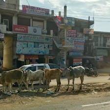 インド🇮🇳ニューデリーの郊外
牛