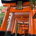 京都お寺巡り2日目
今日は暑かった。
伏見稲荷大社はほんとに数にビックリ！
一周するのにほぼ山登りだから、途中で諦めてUターンしました😅
足が鍛えられた💪
京都は外国人の方が多くていい刺激になりますね。