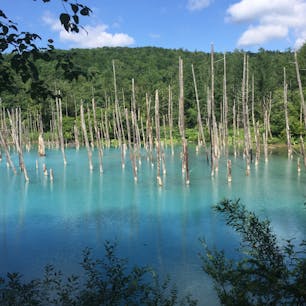 北海道 美瑛の青い池
神秘的でとっても綺麗なブルーでした