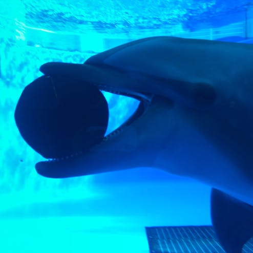 九十九島水族館 海きらら