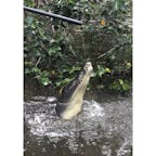 #Cairns #Australia #🇦🇺 

crocodile🐊✨