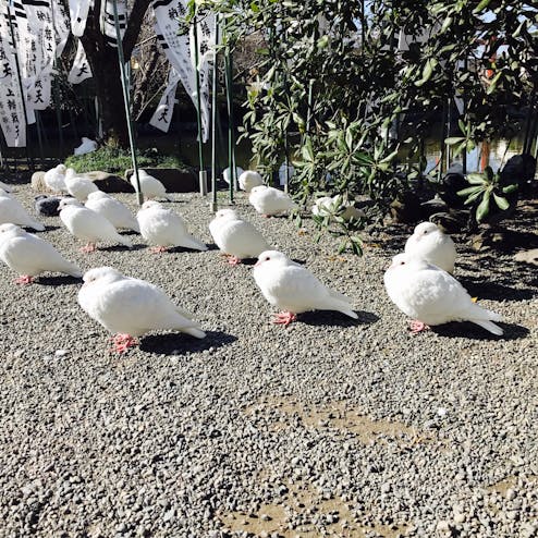 鎌倉 かまくら の投稿写真 感想 みどころ まんまる太ったかわいい鳩が出迎えてくれました 鎌倉 トリップノート 鎌倉 かまくら の投稿写真 感想 みどころ まんまる太ったかわいい鳩が出迎えてくれました 鎌倉 トリップノート