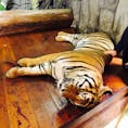 タイで虎とのふれあい体験♪🐯