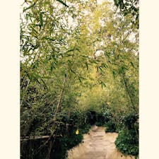 #竹林
#来宮神社
#縁結び
#熱海