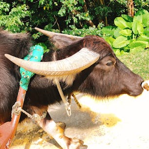 沖縄
ビオスの丘