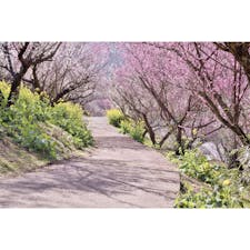 愛媛県の七折梅園。
梅まつり期間に。