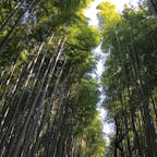 嵐山  竹林