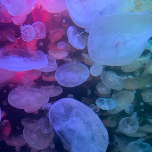 #加茂水族館 #かもすい #クラゲ #山形 #ミズクラゲ