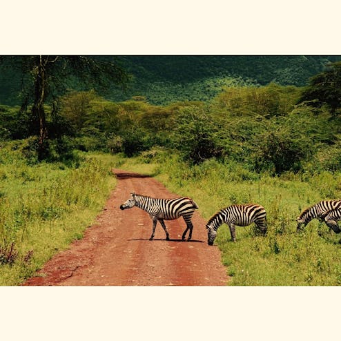 セレンゲティ国立公園