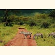 シマウマの横断 
タンザニアのセレンゲティ国立公園


#シマウマ
#タンザニア
#サファリ
#セレンゲティ国立公園