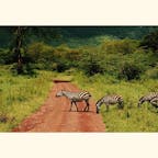 シマウマの横断 
タンザニアのセレンゲティ国立公園


#シマウマ
#タンザニア
#サファリ
#セレンゲティ国立公園
