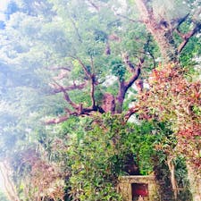 沖縄 那覇 アカギの大木