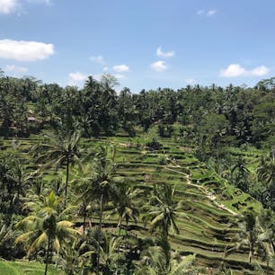 Indonesia🇮🇩 Bali
Tegallalang Rice Terrace