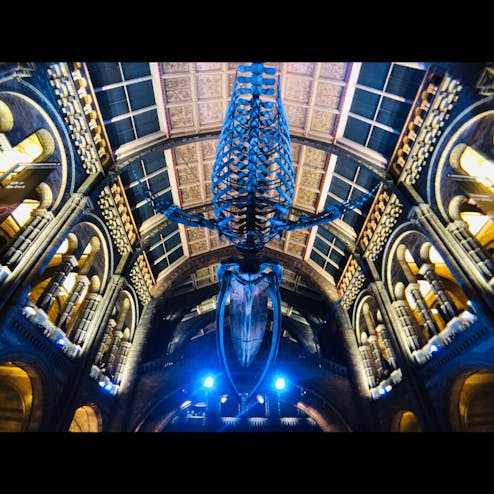 ロンドン自然史博物館