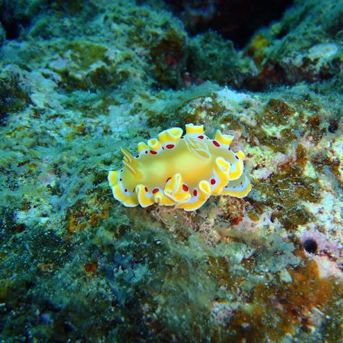 北マリアナ諸島(サイパン)