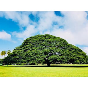 ハワイ、この〜きなんのききになるき〜