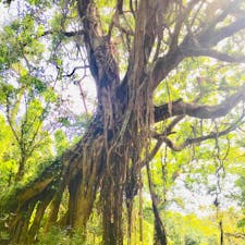 沖縄 ガンガラーの谷
＊ツアーのみ可、事前予約必要