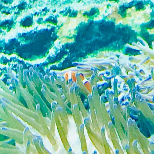 沖縄美ら海水族館