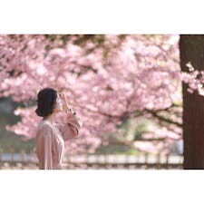 #山口 #萩 #東光寺 #陽光桜