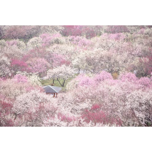 いなべ梅まつり