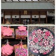 トリップノートの記事を読んで野田市の櫻木神社に行って来ました！
3月19日桜の日に行ったので御朱印の授与まで整理券を取ってから約1時間30分ほど待ちました。桜の花はまだでしたが境内をゆっくり見学、パワーを沢山頂いて来ました^ ^