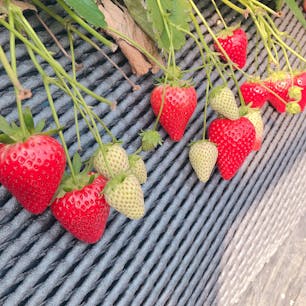 栃木県小山市にある
いちごの里でのいちご狩り🍓
品種はスカイベリーで
粒が大きくて練乳なくても甘くておいしかった☺︎︎☺︎︎
